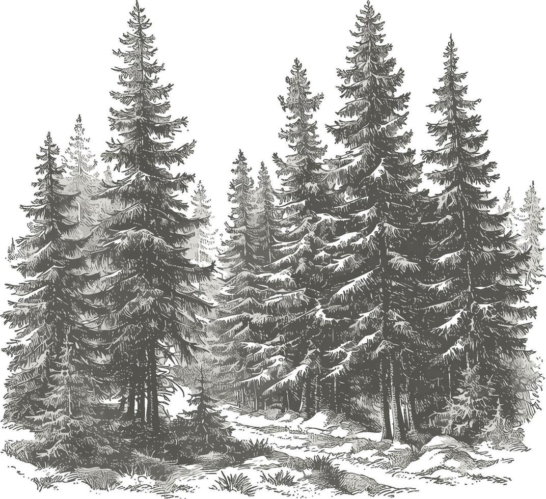 Black and white illustration of a dense forest of pine trees in winter setting vector