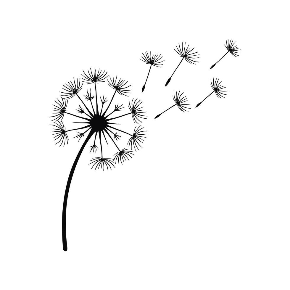 Dandelion Silhouette with Seeds Blowing in the Wind on White Background vector