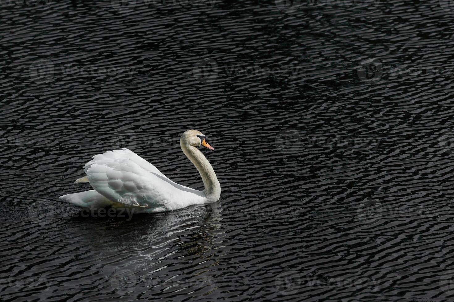 A white swan with an orange beak swims on dark water with small ripples on the surface. photo