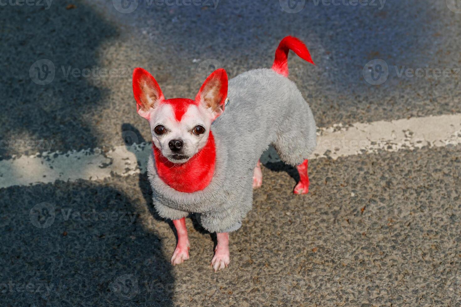 A chihuahua painted red in a gray jumpsuit stands on asphalt, looking at the camera. photo