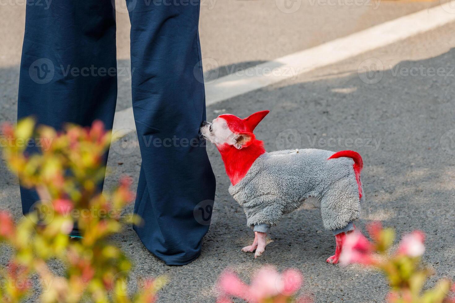A chihuahua painted red bites a person's leg on the street, on an asphalt road. photo