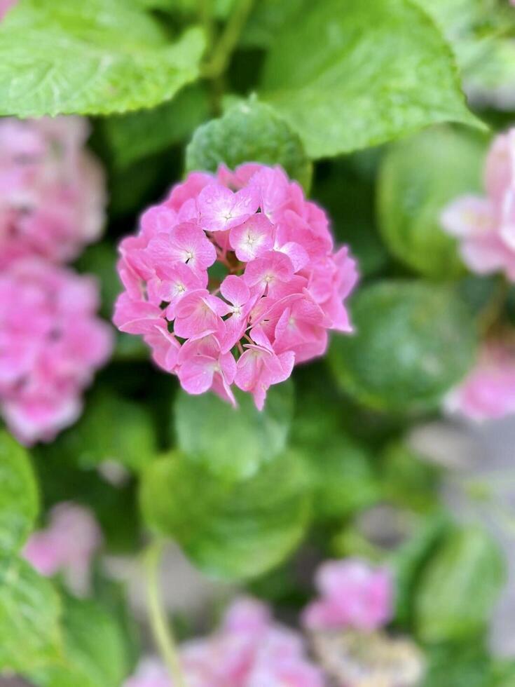 A close up of some pink flowers in a garden photo