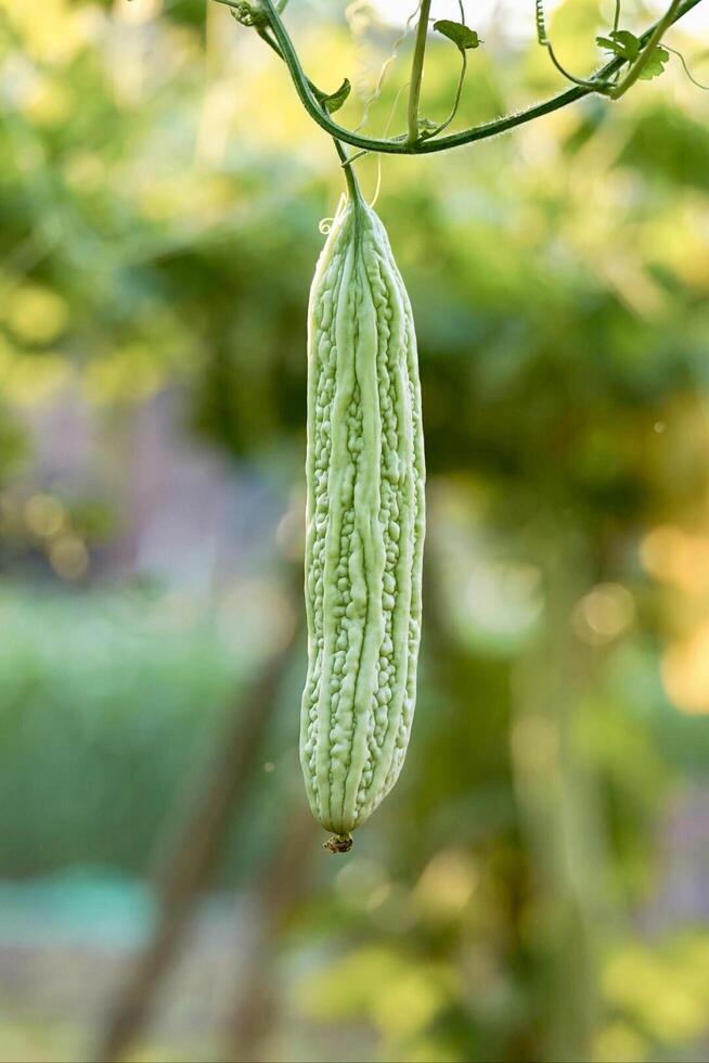 A cucumber hanging from a vine in a garden photo