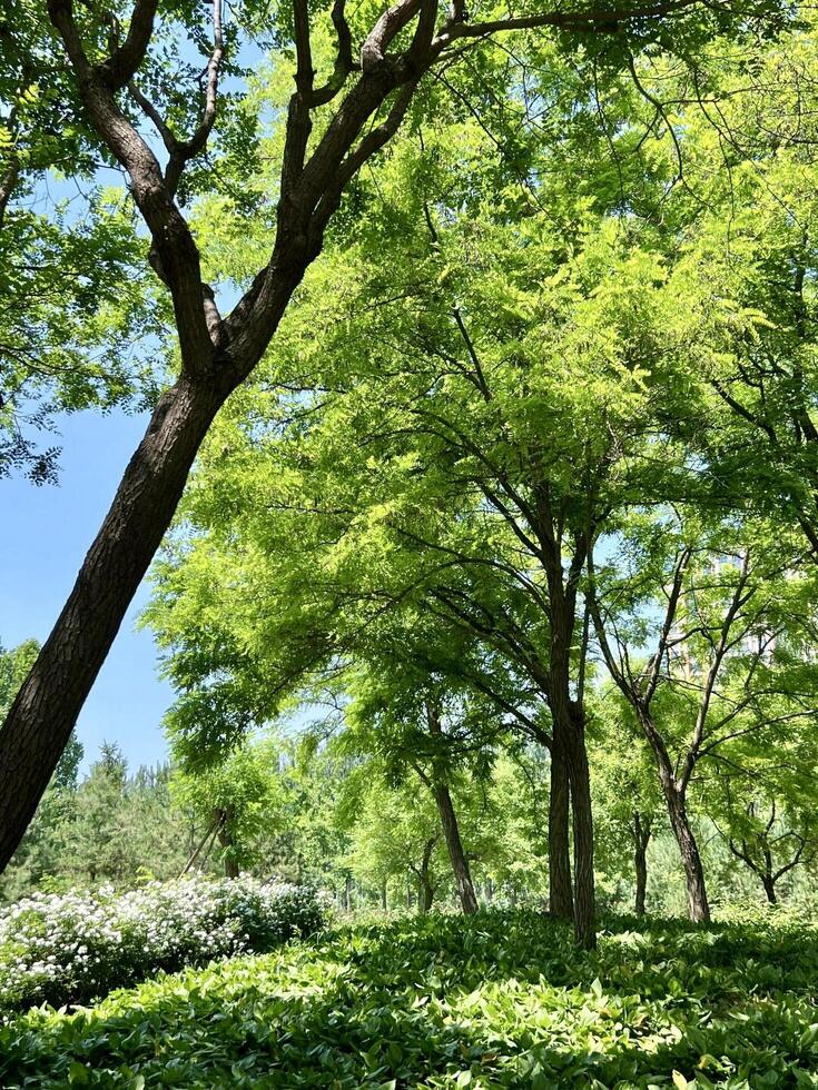 A green park with trees and bushes photo