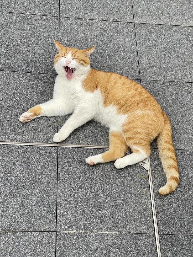 A cat yawning on a tile floor photo