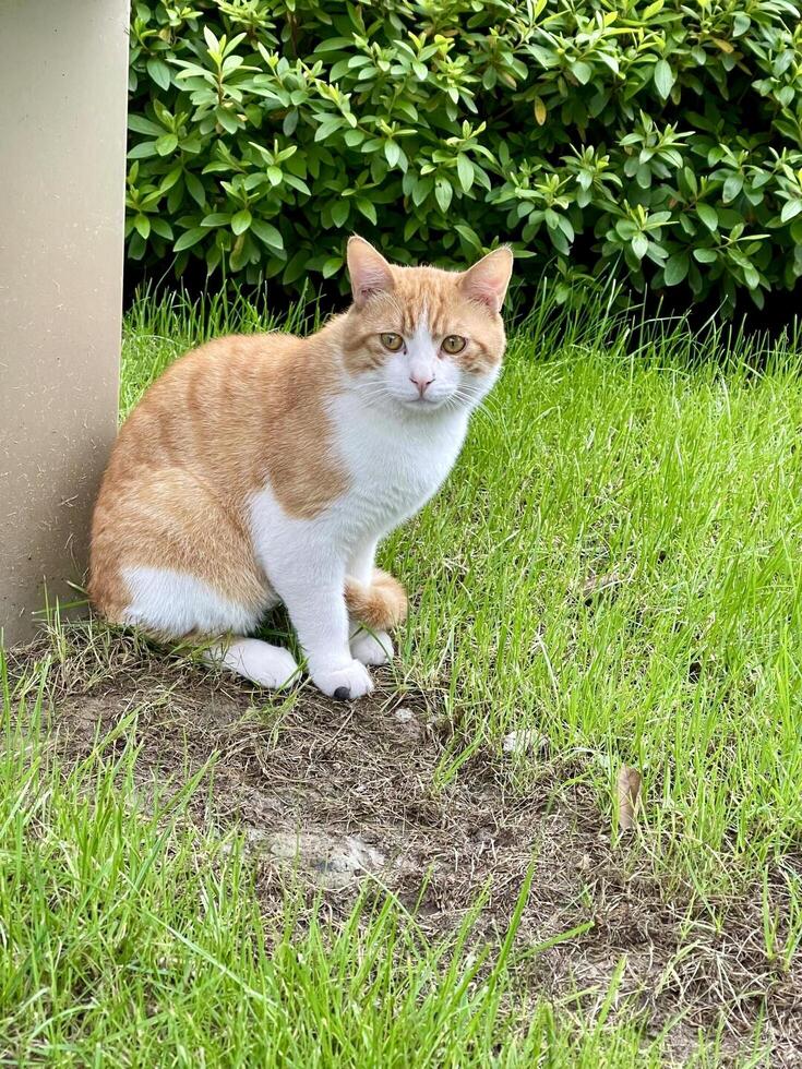 A cat sitting on the grass next to a pole photo