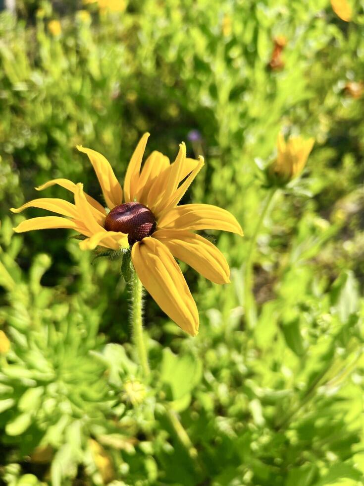A yellow flower with a purple center is in the middle of a green field photo