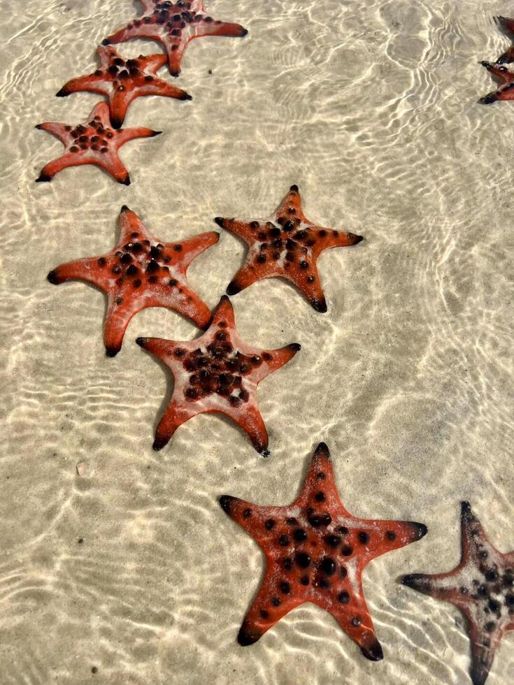 Starfishs in shallow water on a beach photo