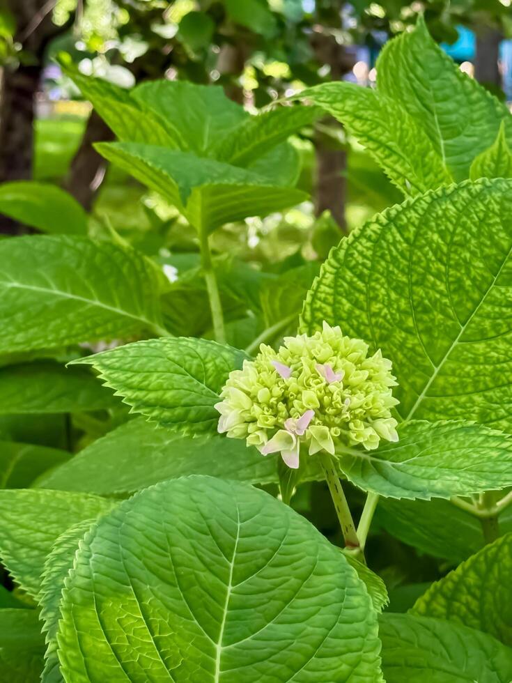 A green plant with a flower in the middle photo