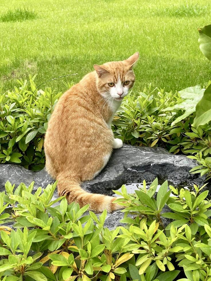 An orange cat sitting on a rock in a garden photo