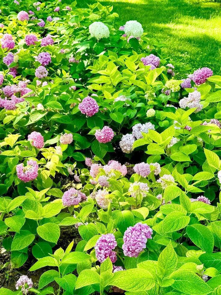 A field of pink and purple flowers in a garden photo