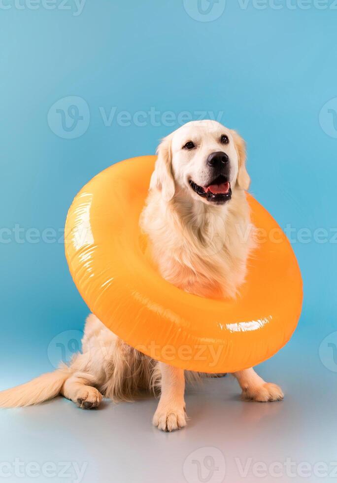 Portrait of calm healthy dog sitting on the floor in swim ring isolated over blue studio background wall. Cute furry golden retriever resting and posing, free copy space, banner. Domestic Pet Concept photo