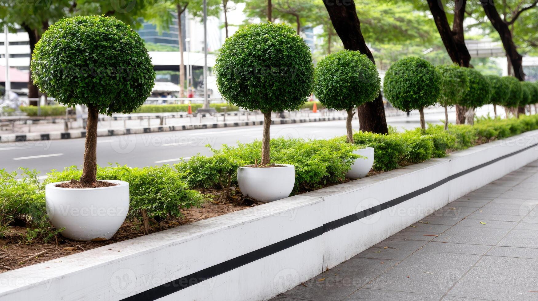 A row of trees in white pots photo