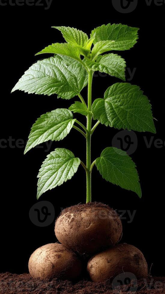 Potato plant with green leaves on top of potatoes photo