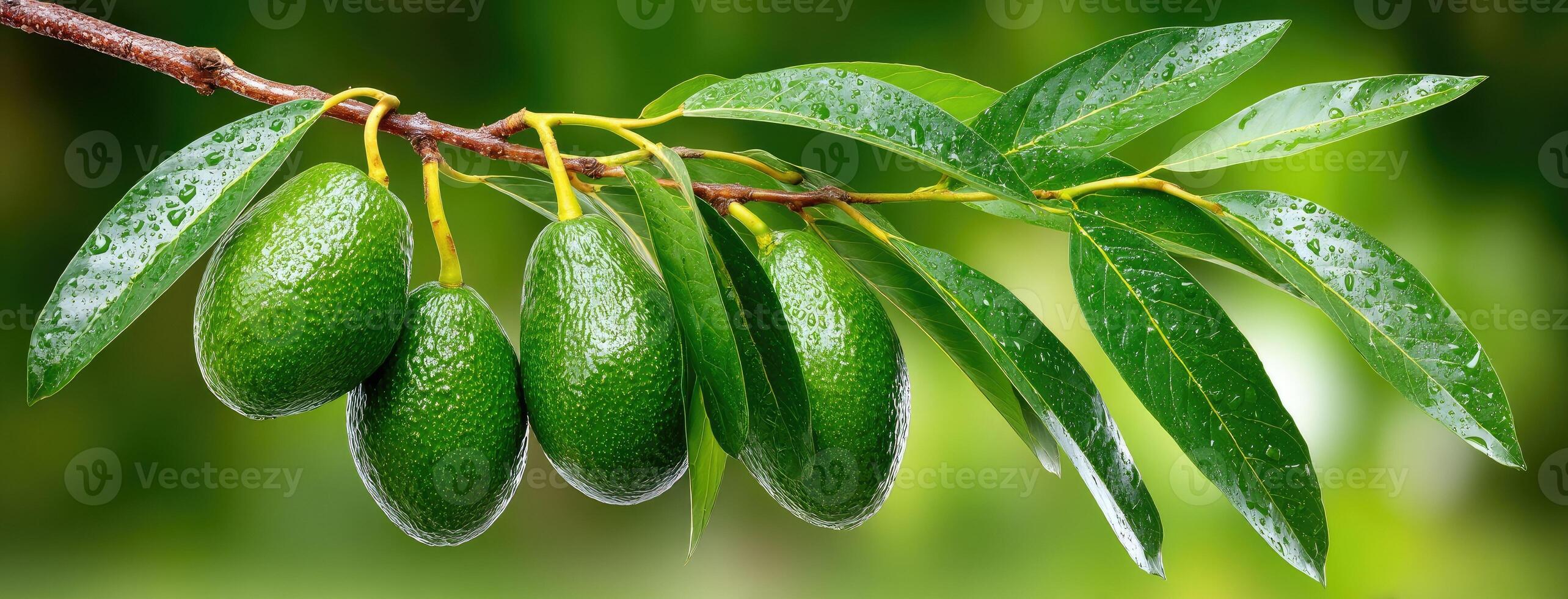 Green fruits hanging from a branch photo