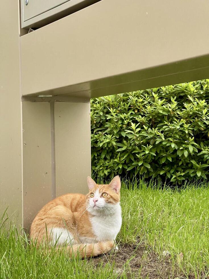 A cat laying in the grass under a post photo