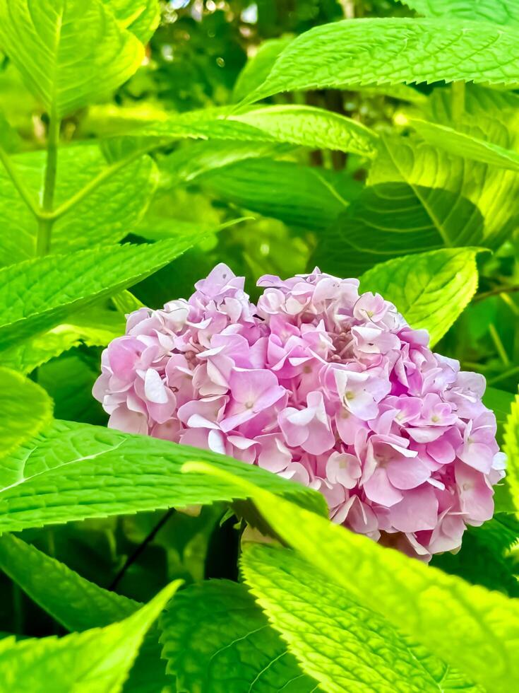 A pink flower is surrounded by green leaves photo
