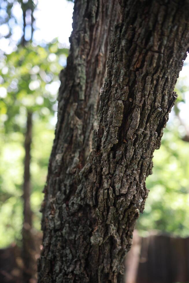 Detailed Close Up of Dark Brown Tree Bark with Green Lichen in a Forest Setting photo