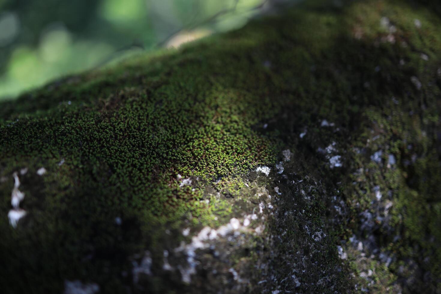 Lush Green Moss on Textured Rock Surface in Sunlight photo