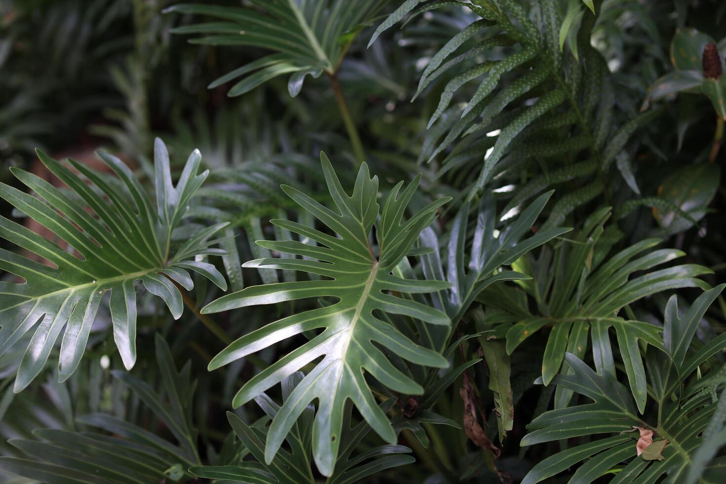 Lush Green Foliage Close Up Detailed Leaf Textures and Patterns photo
