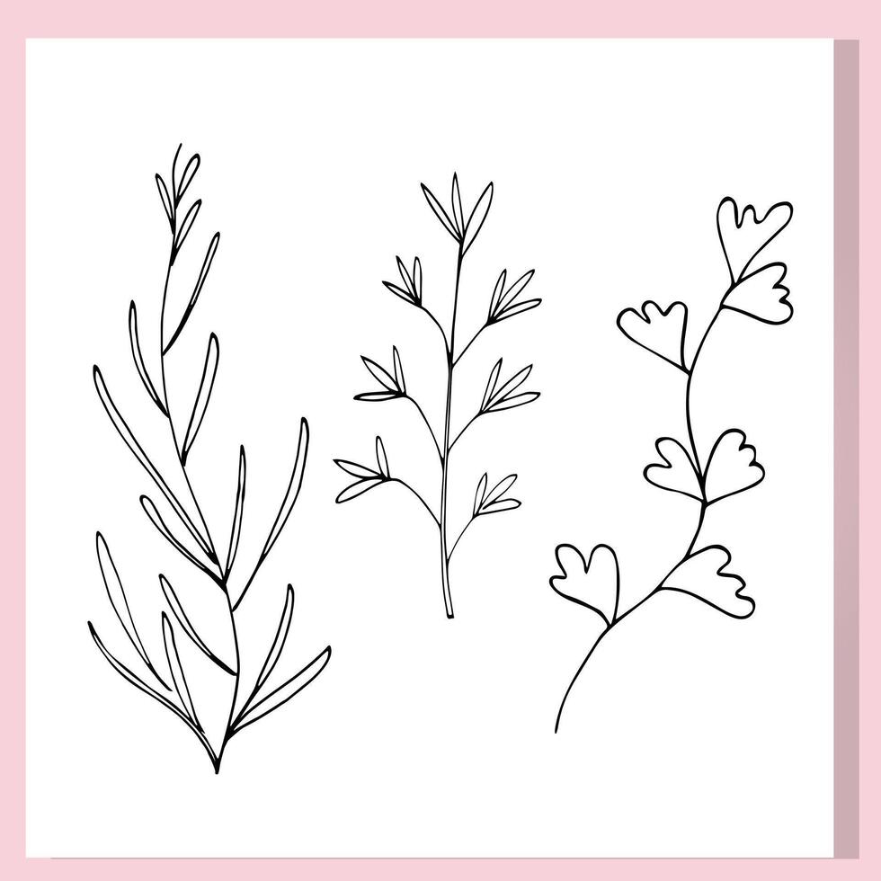 Minimal Botanical Line Art Three Elegant Herb Stems vector