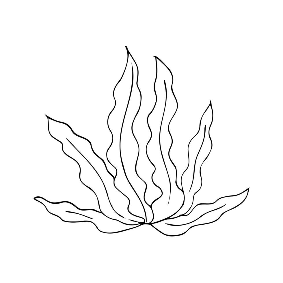 Minimal Seaweed Line Drawing vector