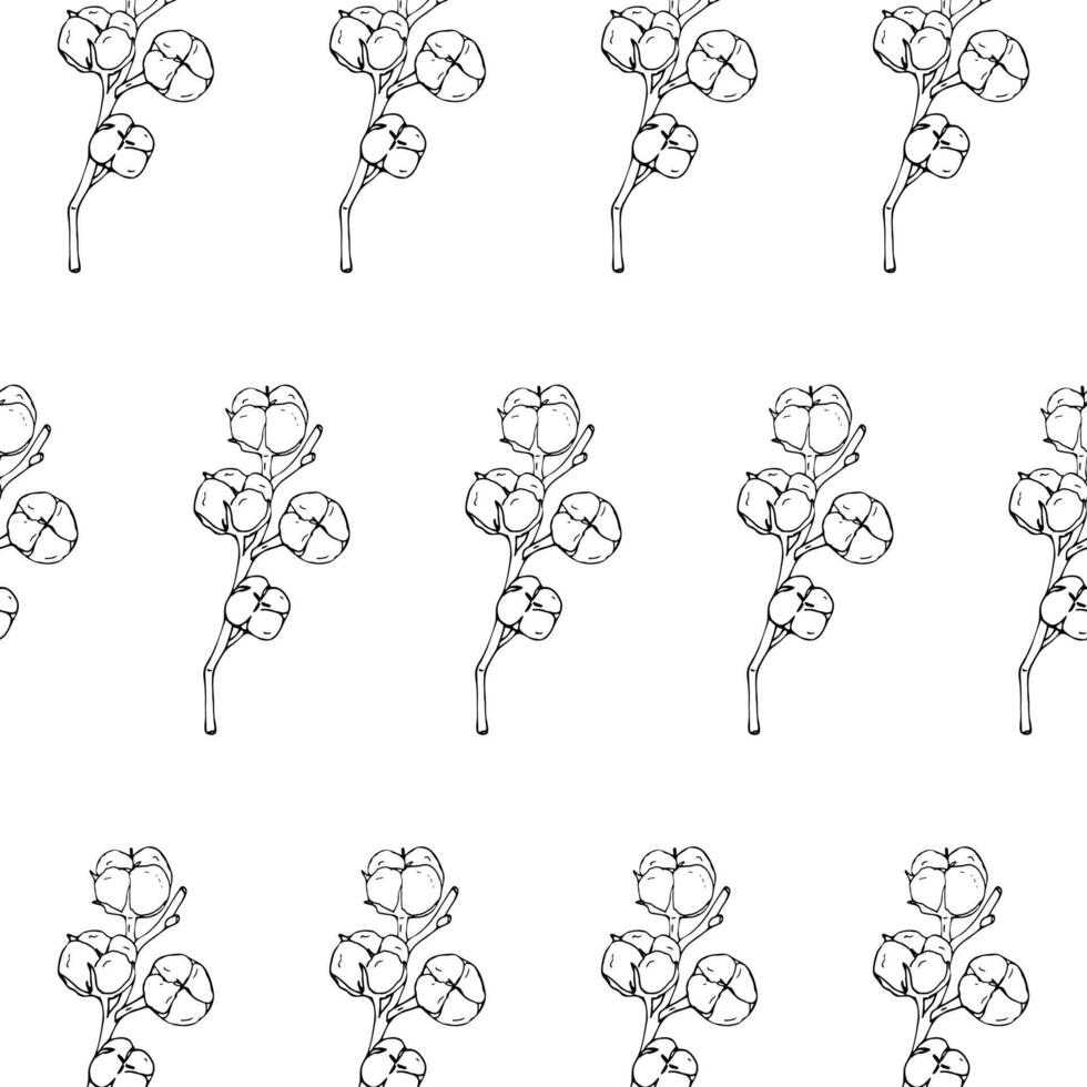 hand-drawn cotton branch. vector