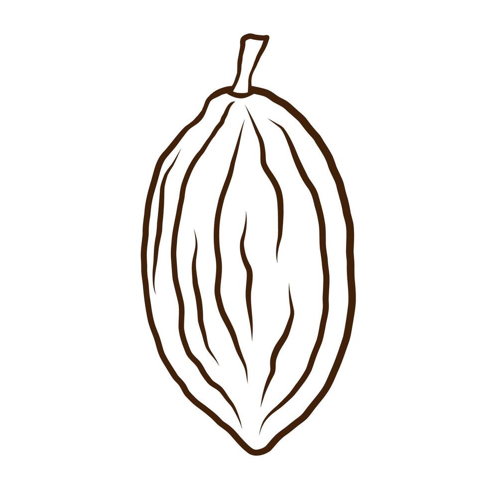 Cacao fruit sketch. Hand drawn ink line art cacao bean plant on isolated background. Design for card, logo, label, print, paper, template. Food, chocolate, spa ingredient. Illustration close-up vector
