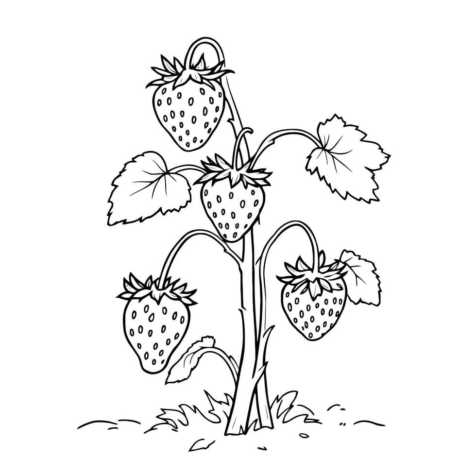 Strawberries on the Vine A Delightful and Simple Coloring Page Illustration vector