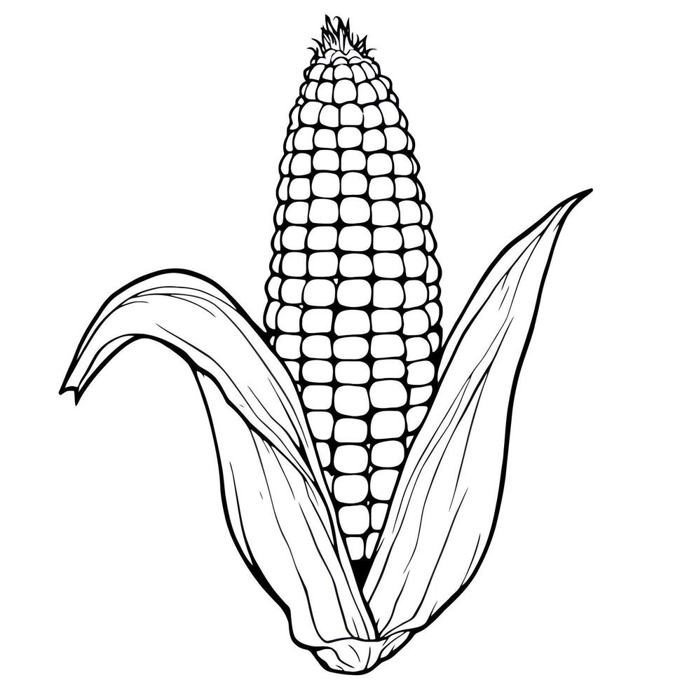 Corn Cob with Leaves Coloring Page for Kids and Toddlers Fun vector