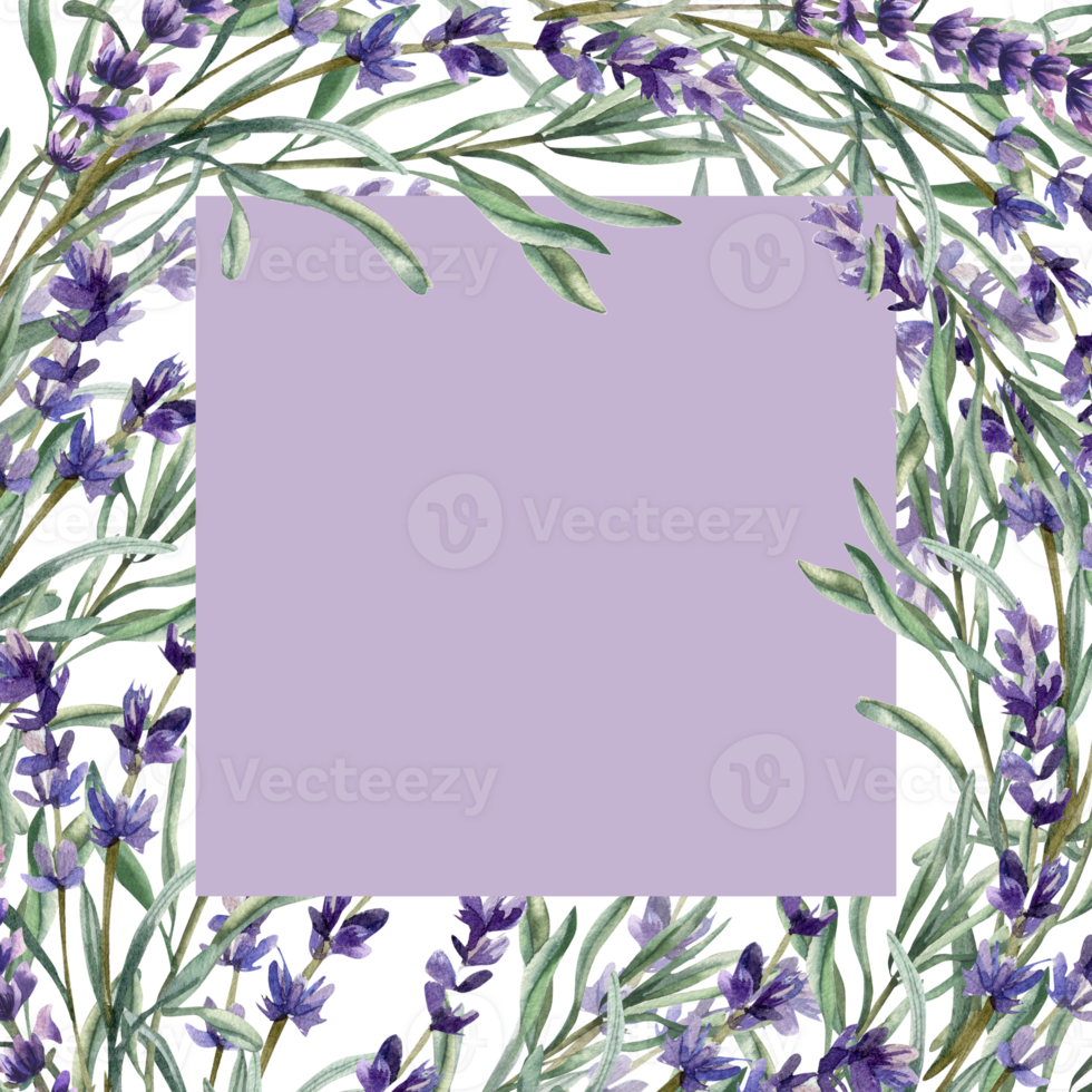 Violet filed flowers banner template with lavender branches and leaves watercolor illustration. Hand drawn romantic frame with aromatic floral elements for label, invitation, product packing design png