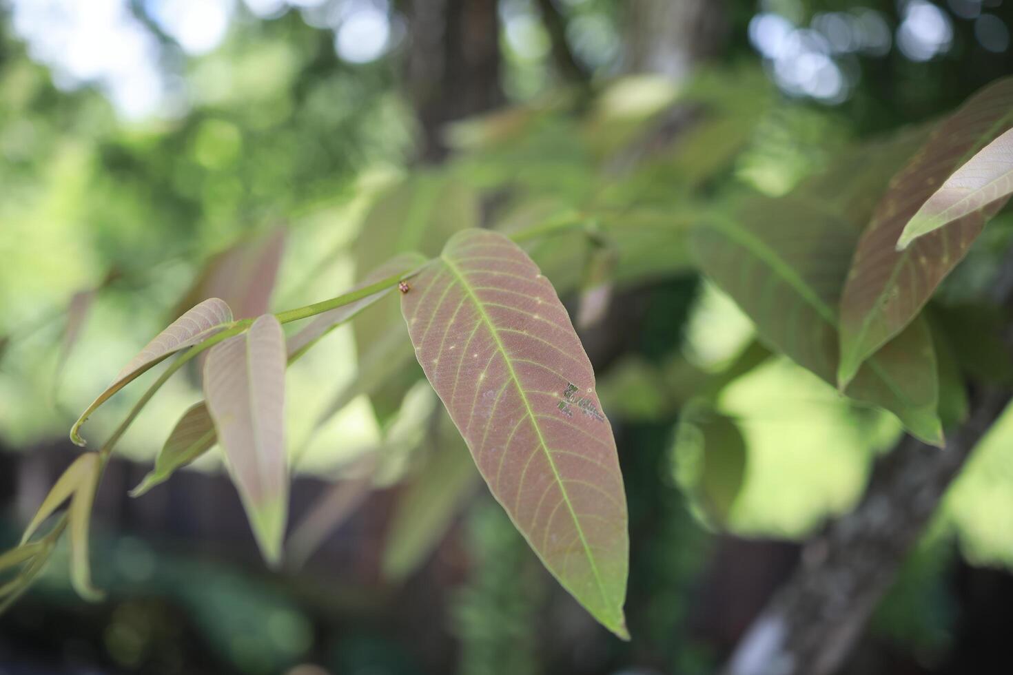 Reddish Green Leaves on Branch in Soft Light photo