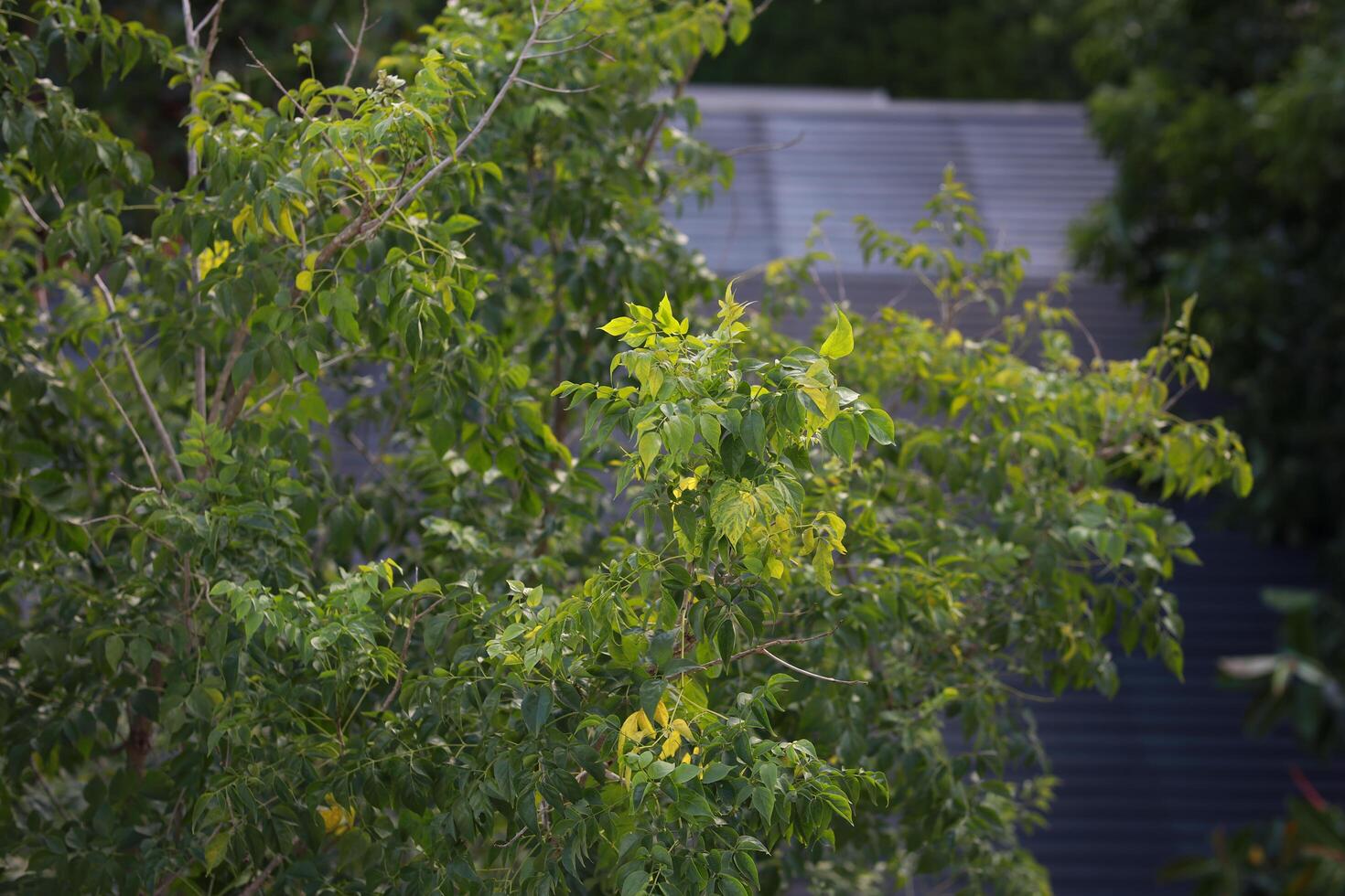 Vibrant Green Foliage Close Up with Sunlight and Blurred Gray Building Background photo