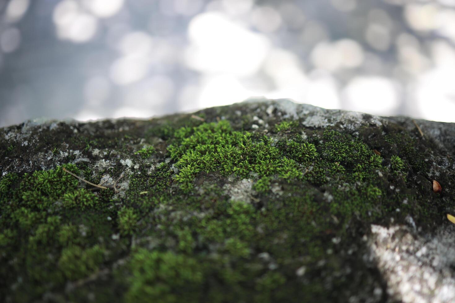 Close Up of Lush Green Moss on Gray Rock, Soft Focus Background photo