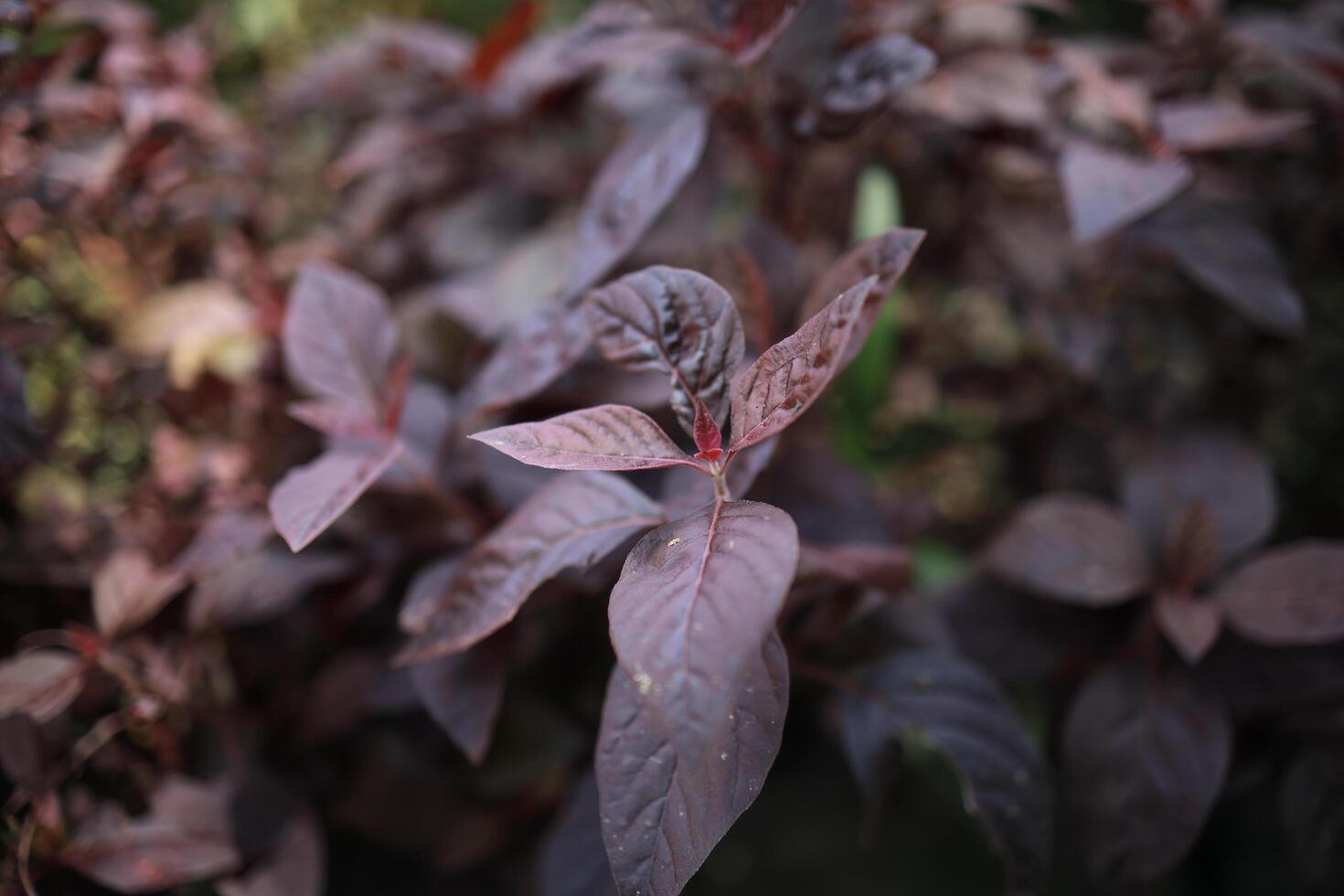 Dark Reddish Purple Leaves photo