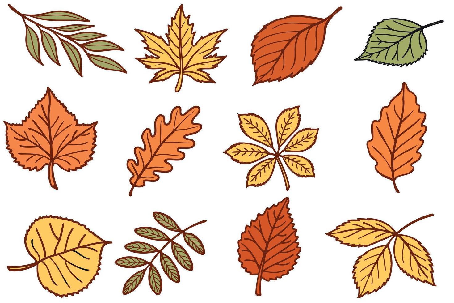 A collection of various autumn leaves in shades of orange, yellow, and green. The leaves are illustrated with distinct shapes and textures. vector