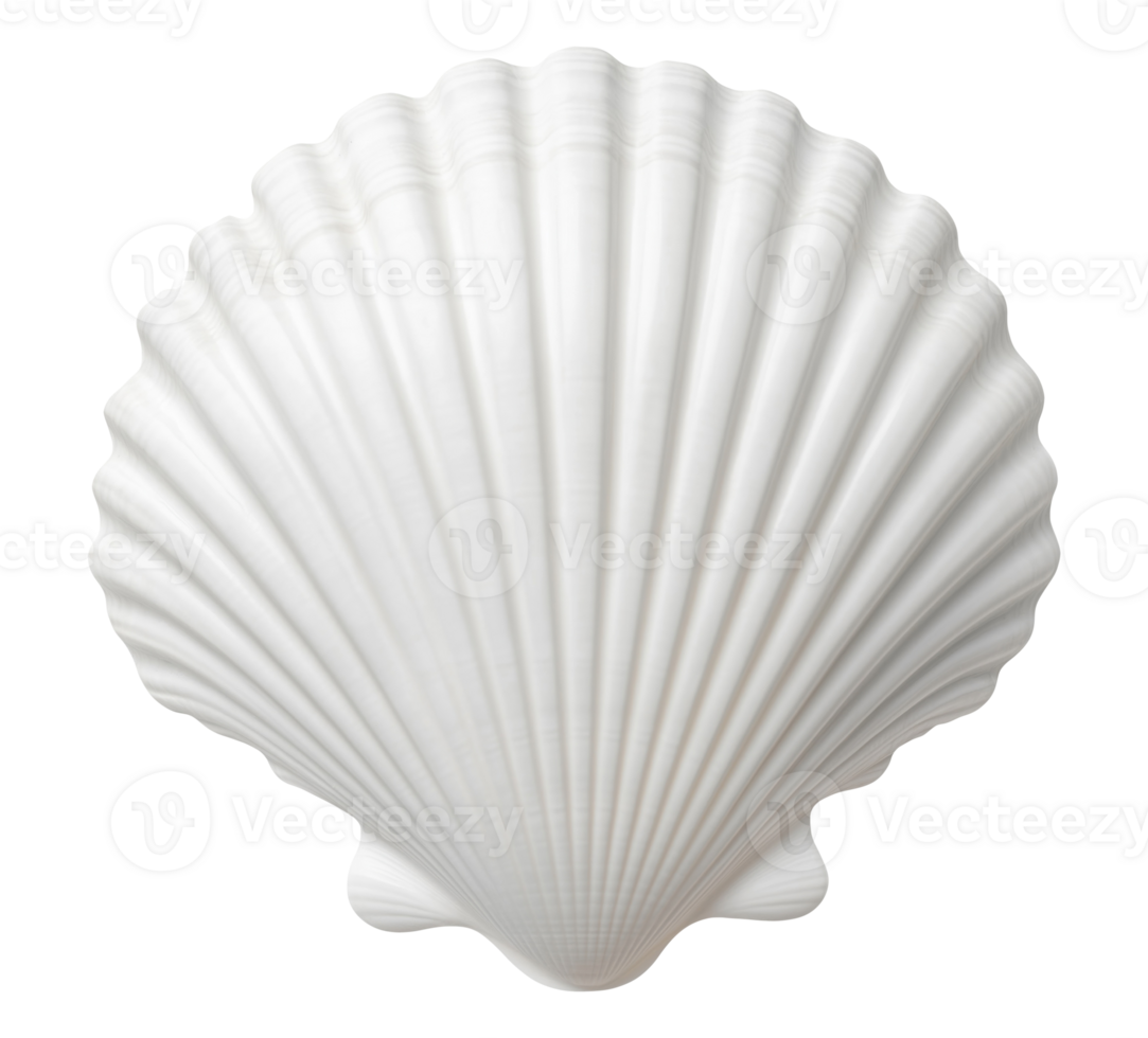 Natural white seashell isolated on transparent background png