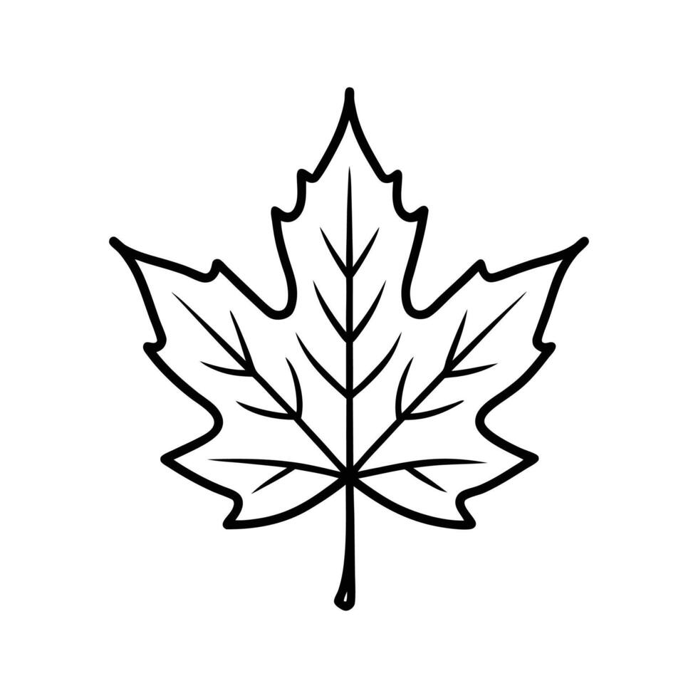 Black Outline Maple Leaf Simple Line Drawing Illustration vector