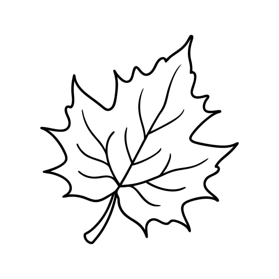 Single Black Line Drawing Maple Leaf Outline Illustration vector