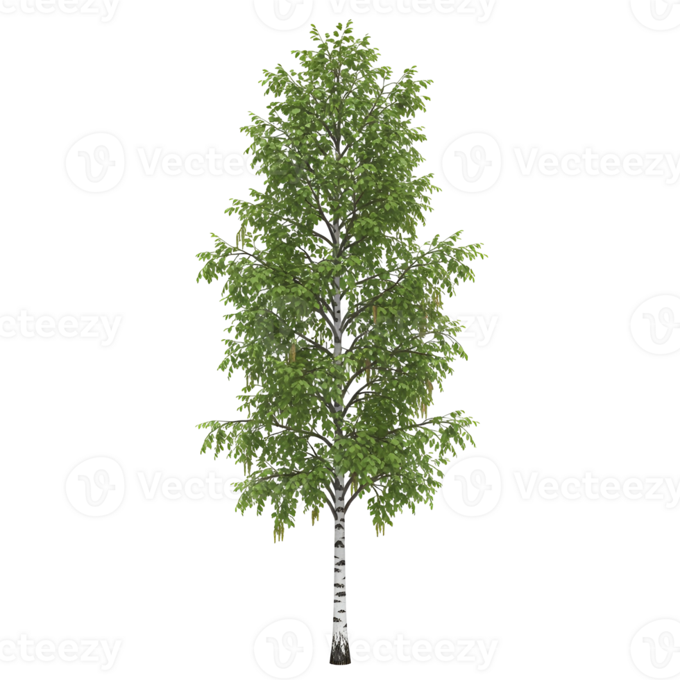 Isolated birch tree with green leaves and white bark on transparent background png