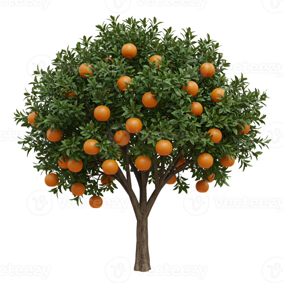 A vibrant orange tree laden with ripe fruit against a stark white in full frame view on transparent background png
