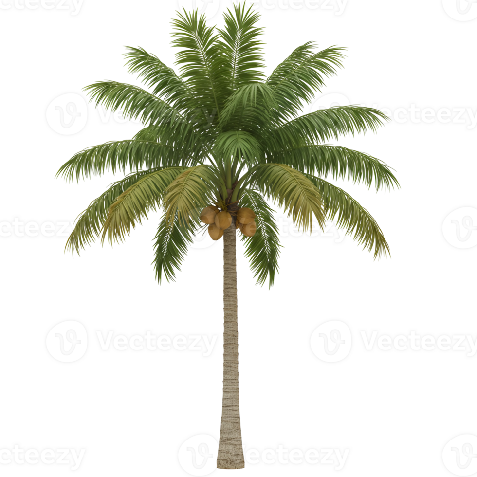 A single coconut palm tree with coconuts hanging from its branches on transparent background png