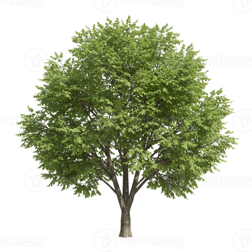 A single tree with green leaves and a brown trunk isolated on transparent background png