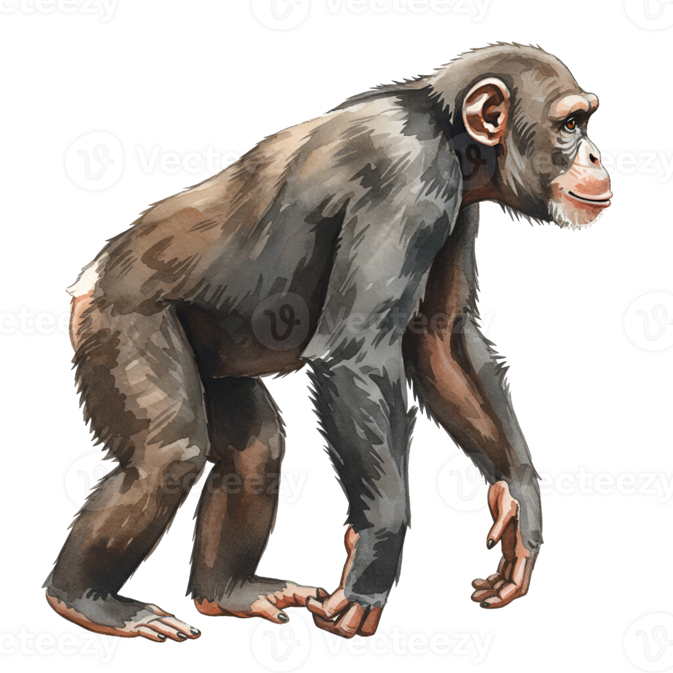 Illustration of a chimpanzee walking transparent background png