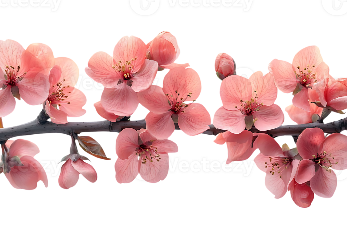 Pink Flowers Bloom on Branch, Transparent Background png