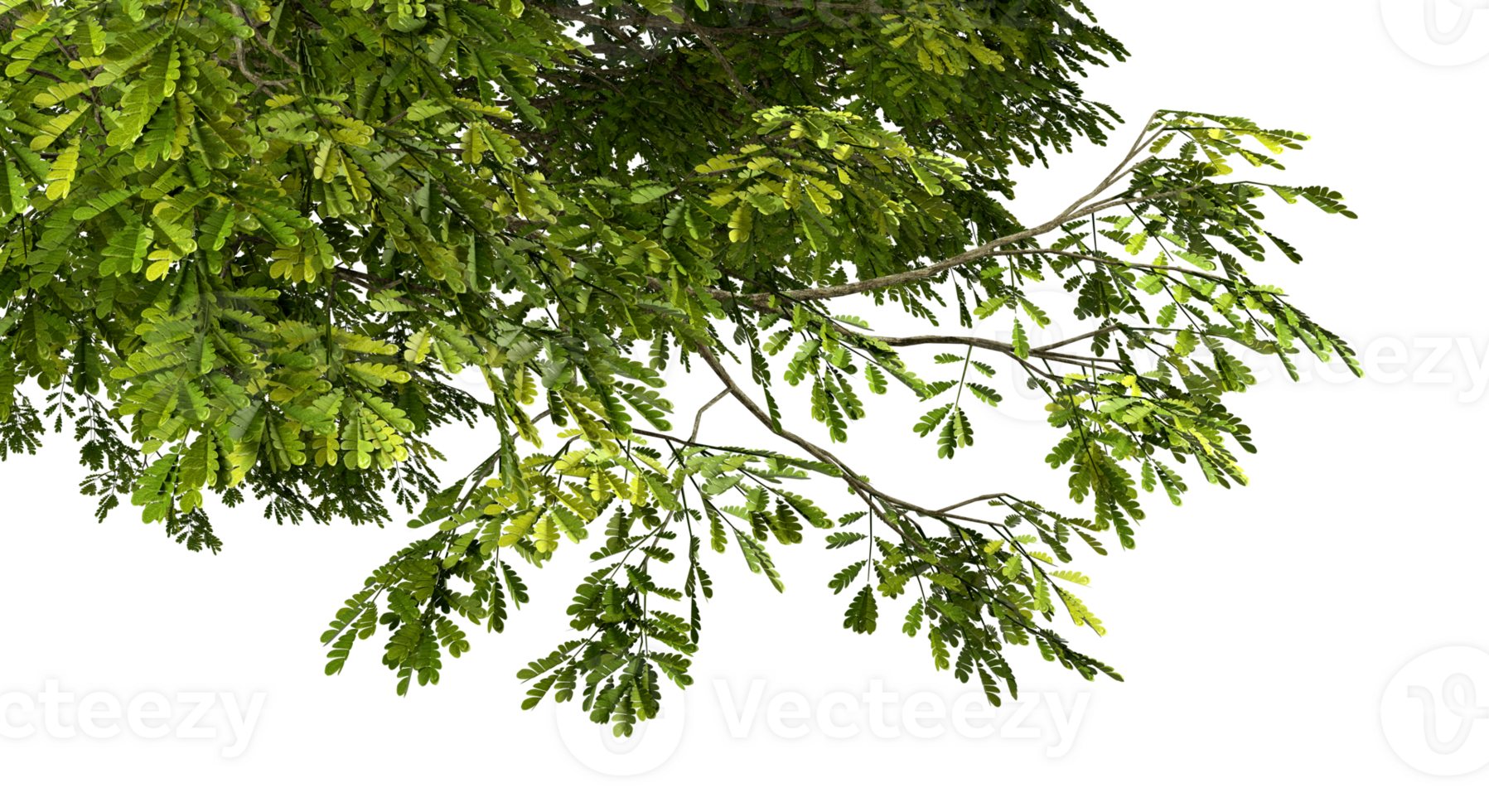 Isolate green tree branch leafs corner composition 3d illustration png