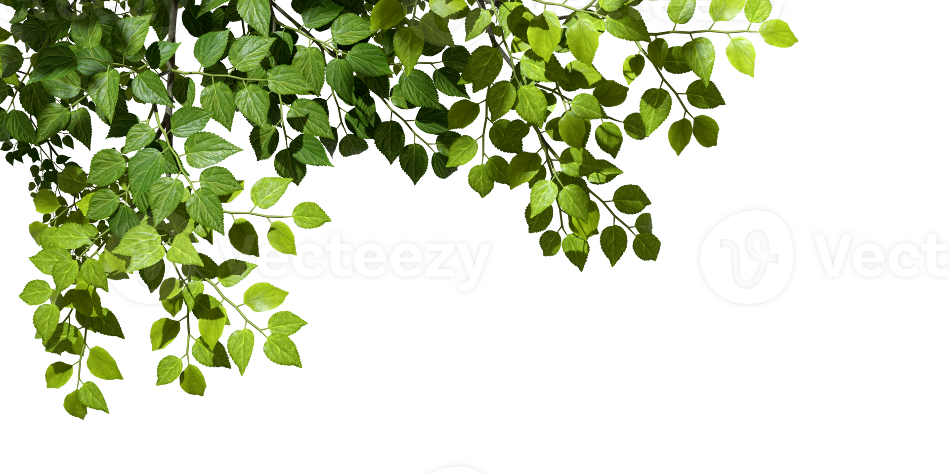 Cutout tropics green leaves foreground on transparent backgrounds 3d rendering png