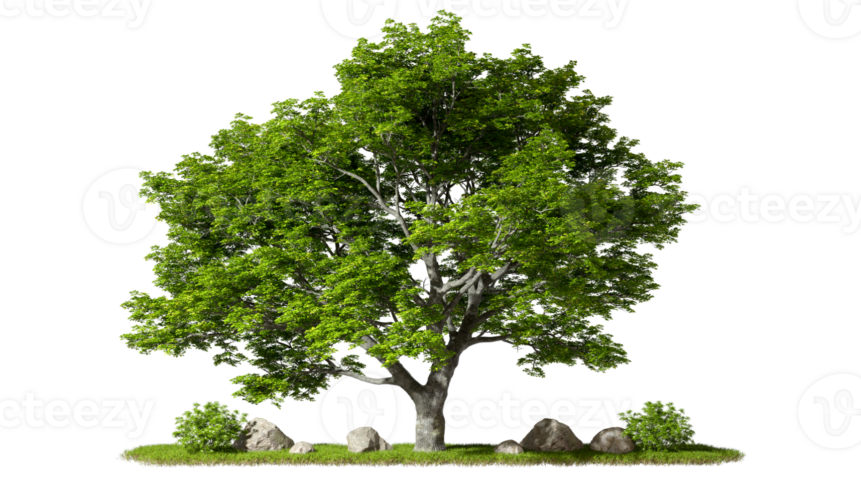 Greenery tropics perennial tree landscaped growth on grassy cutout transparent backgrounds 3d rendering png