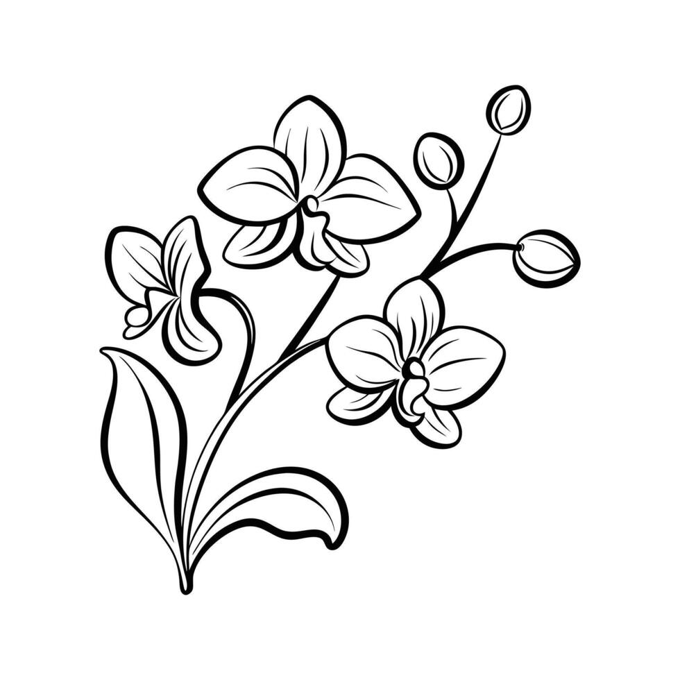 Elegant monochrome illustration of beautiful orchid flowers and green leaves on white vector