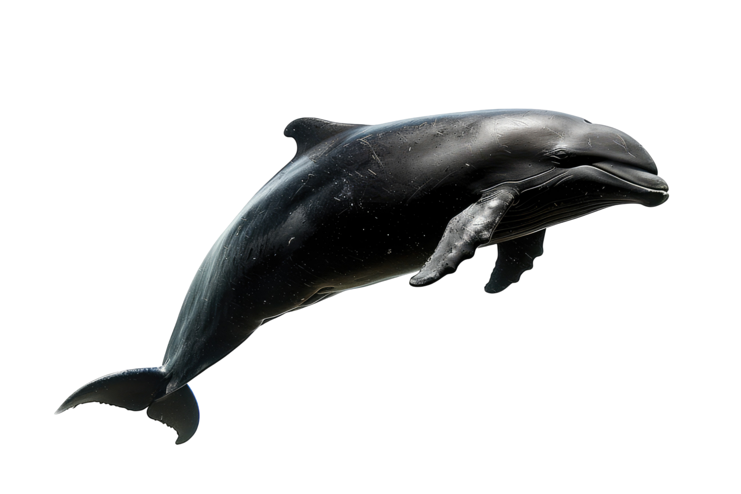 Dark Dolphin Isolated Against Pure Black. Mystical, Moody Marine Life. png